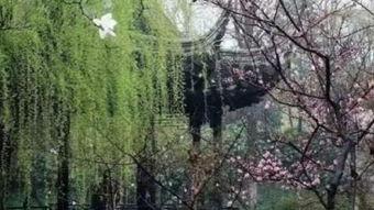 早春 在线观看,春意盎然，在线感受生命复苏之美  第2张